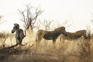 Drei Zebras in der Savanne - CAVF33526
