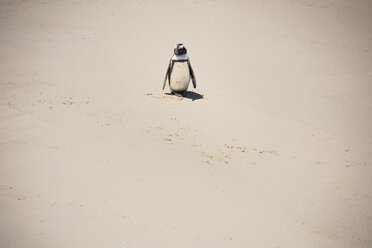 Magellanpinguin auf schneebedecktem Land - CAVF33648