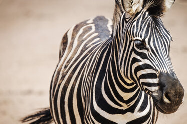 Nahaufnahme eines Zebras im Nationalpark - CAVF33650