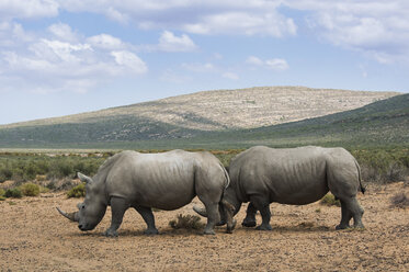 Side view of rhinoceroses at national park - CAVF33651