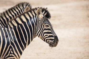 Nahaufnahme von Zebras im Nationalpark - CAVF33652