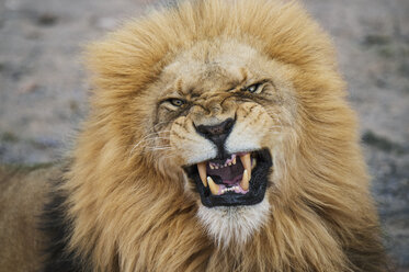 Nahaufnahme eines wütenden Löwen im Nationalpark - CAVF33658