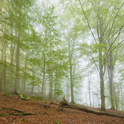 View of forest at Soderasen National Park - FOLF07977