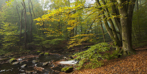 Blick auf den Wald im Soderasen-Nationalpark - FOLF07979