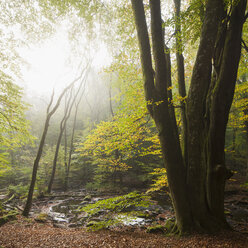 Blick auf den Wald im Soderasen-Nationalpark - FOLF07980