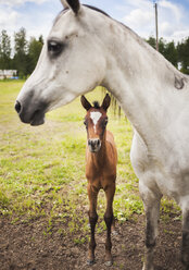 Roan horses - FOLF07987