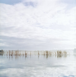 Reeds in calm bay waters - FOLF08054