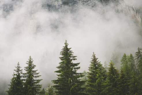 Erhöhter Blick auf die Baumkronen des Waldes mit der Felswand des Gebirges im nebligen Hintergrund - FOLF08067