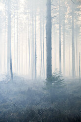 Wald an einem nebligen Tag - FOLF08176