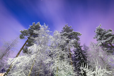 Low-angle view of forest in winter - FOLF08231