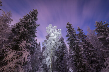 Low-angle view of forest in winter - FOLF08232