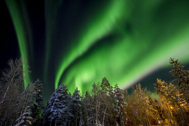 Aurora borealis over trees - FOLF08238