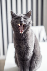 Gray cat meowing - FOLF08320