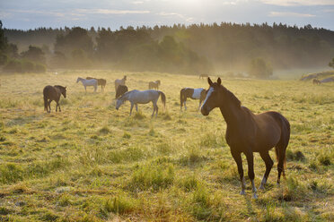 Blick auf Pferde auf einer Wiese bei Sonnenaufgang - FOLF08351