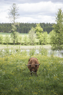 Stier auf einer grünen Wiese mit See im Hintergrund - FOLF08384