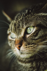 Porträt einer getigerten Katze - RAEF01991