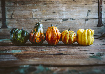 Row of five Ornamental pumpkins on wood - GIOF03882
