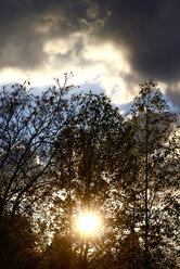 Deutschland, Baum gegen Sonne - JTF00964