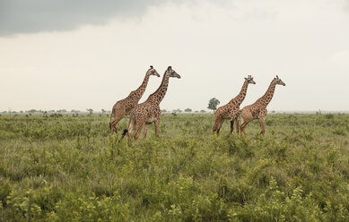Giraffen in der Savanne - FOLF08730