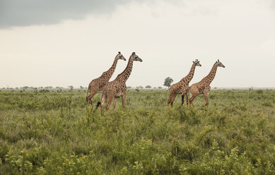 Giraffes in savannah - FOLF08730