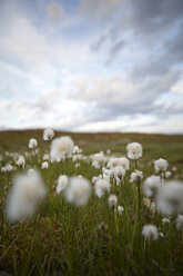 View of dandelions in meadow - FOLF08731