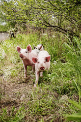 Drei Ferkel im Gras - FOLF08802