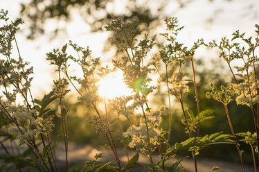 Close-up of meadowsweet flowers - FOLF08872