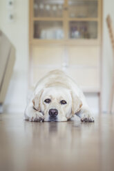 Müder Hund auf dem Boden liegend - FOLF08951