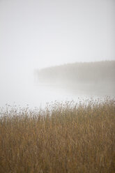 Lake on foggy day - FOLF08959