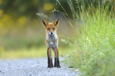 Lidingo, Fuchs auf der Straße stehend - FOLF09003