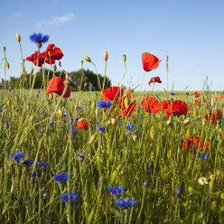 Blick auf Blumen auf einer Wiese - FOLF09039