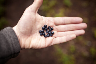 Cropped image of hand holding blueberries - CAVF33946