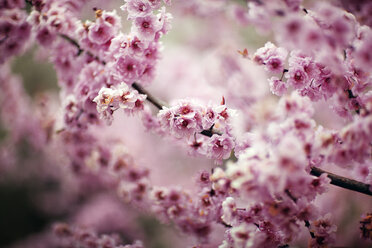 Close-up of pink flowers blooming on branches - CAVF33975