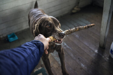 Ausgeschnittenes Bild einer Hand, die einen Stock im Maul eines Hundes hält - CAVF33992