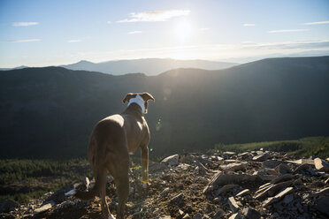 Rear view of dog standing on field against mountains - CAVF34024