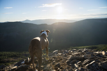 Rückansicht eines auf einem Feld stehenden Hundes vor einem Gebirge - CAVF34024
