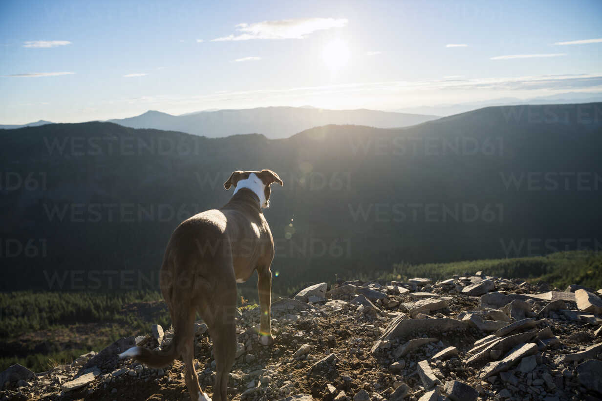 https://us.images.westend61.de/0000902556pw/rear-view-of-dog-standing-on-field-against-mountains-CAVF34024.jpg