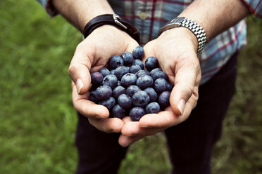 Mittelteil eines Mannes, der Blaubeeren hält, während er in einem Bio-Bauernhof steht - CAVF34097