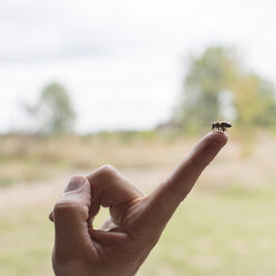 Nahaufnahme einer Biene, die Honig an den Zeigefinger eines Mannes verfüttert - CAVF34111