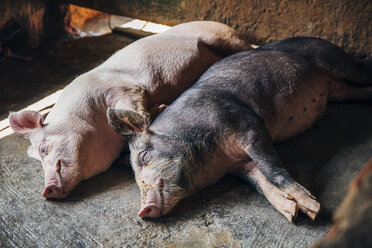 Hochformatige Ansicht von schlafenden Schweinen im Stall - CAVF34220