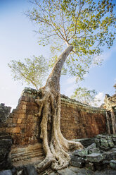 Baum, der an der Mauer des Angkor Wat-Tempels wächst - CAVF34225