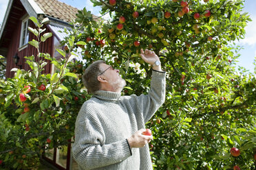 Älterer Mann pflückt Äpfel im Garten - FOLF09094