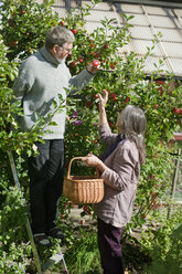 Älteres Paar pflückt Äpfel im Garten - FOLF09095