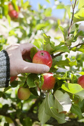 Mann pflückt Äpfel im Garten, Nahaufnahme - FOLF09096