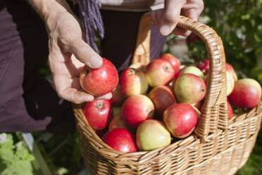 Close-up of senior woman holding basket full of apples - FOLF09098
