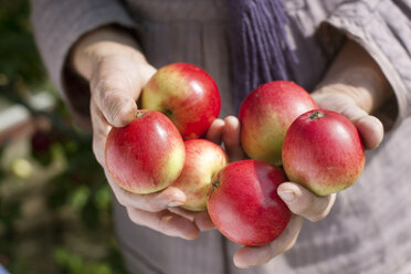 Close-up of senior woman holding ripe apples - FOLF09100