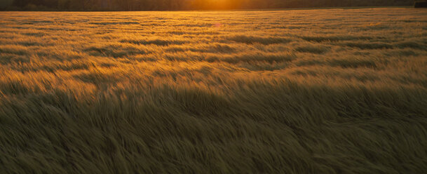 Barley field in wind at sunset - FOLF09144