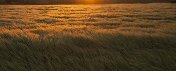 Gerstenfeld im Wind bei Sonnenuntergang - FOLF09144