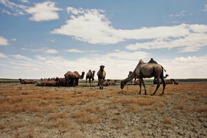Kamele in karger Landschaft gegen den Himmel an einem sonnigen Tag - CAVF34268