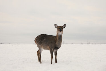 Porträt eines Hirsches auf einem schneebedeckten Feld vor einem bewölkten Himmel - CAVF34285
